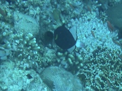 Melichthys vidua