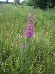 Lythrum virgatum