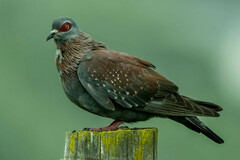 Columba guinea