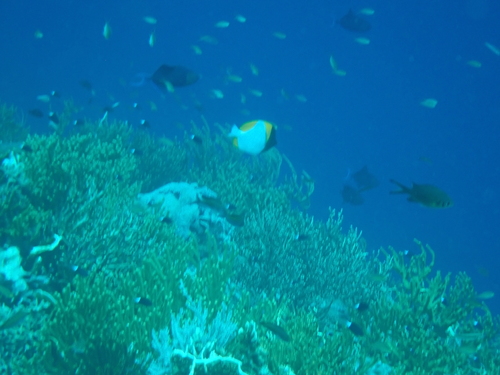 Pyramid Butterfly Fish