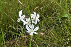 Trachyandra asperata