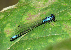Zoniagrion exclamationis