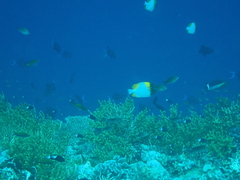 Hemitaurichthys polylepis