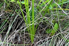 Trachyandra asperata