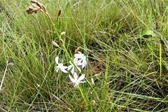 Trachyandra asperata