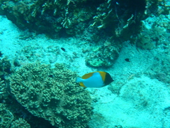 Hemitaurichthys polylepis