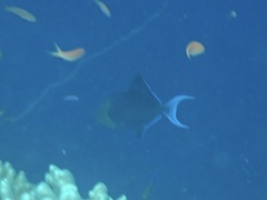 Odonus niger