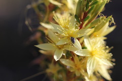Calytrix flavescens