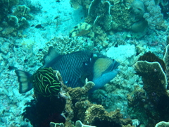 Balistoides viridescens