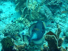 Balistoides viridescens