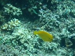 Apolemichthys trimaculatus