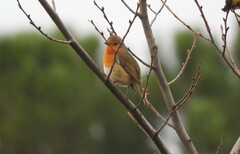 Erithacus rubecula rubecula