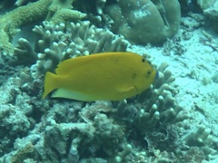 Apolemichthys trimaculatus