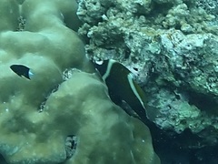 Heniochus varius