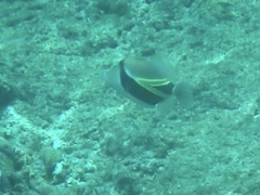 Rhinecanthus rectangulus