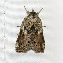 Noctuoidea