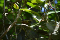 Euphonia gouldi