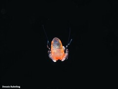 Gnathophyllum elegans