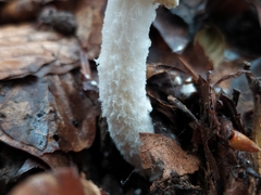 Lepiota clypeolaria