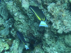 Acanthurus nigricans