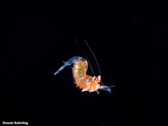 Gnathophyllum elegans