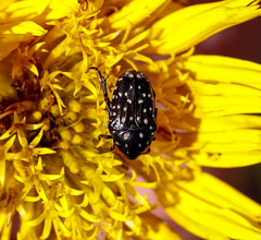 Oxythyrea marginalis