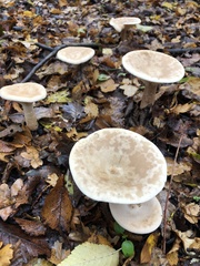 Fungi