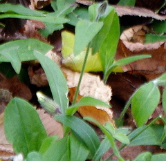 Silene latifolia alba