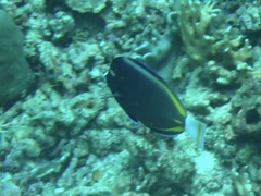Acanthurus nigricans