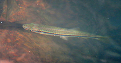 Rasbora
