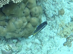 Acanthurus nigricans