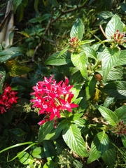 Pentas lanceolata