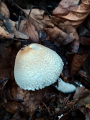 Lepiota clypeolaria