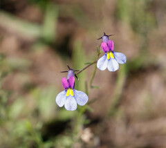 Monopsis decipiens