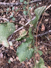 Smilax californica