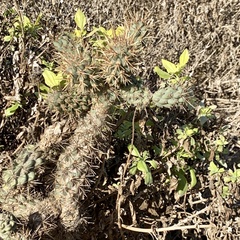 Cylindropuntia prolifera