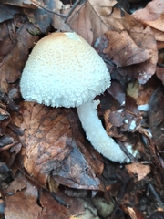Lepiota clypeolaria
