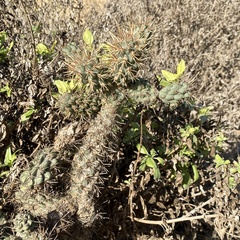 Cylindropuntia prolifera
