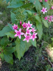 Pentas lanceolata