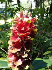 Costaceae