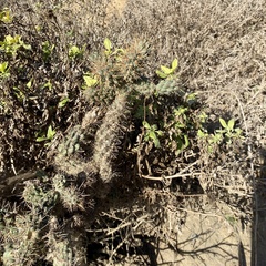Cylindropuntia prolifera