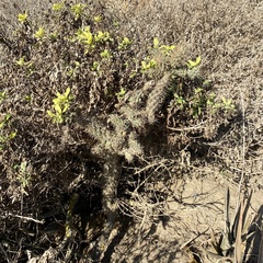 Cylindropuntia prolifera