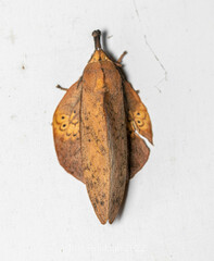 Gastropacha leopoldi