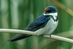 Hirundo albigularis