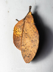 Gastropacha leopoldi