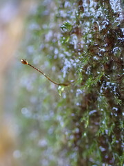 Dicranella schreberiana