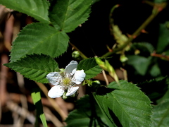 Rubus fruticosus
