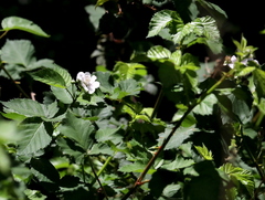 Rubus fruticosus