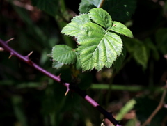 Rubus fruticosus