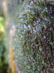Dicranella schreberiana